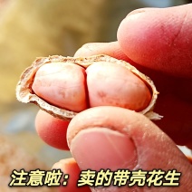 白沙花生果小白沙大白沙通货走大货专剥花生米的花生果