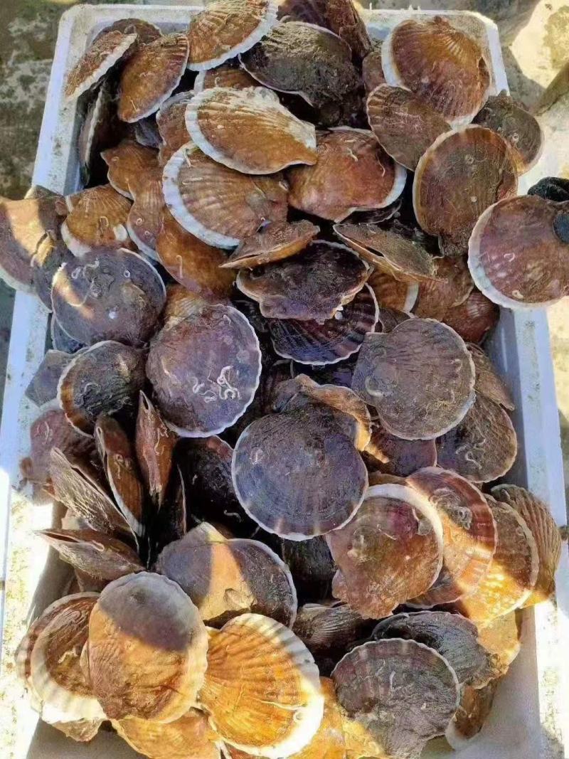 鲜活吊笼贝夏夷贝扇贝元贝贝壳类海产品批发保质保量