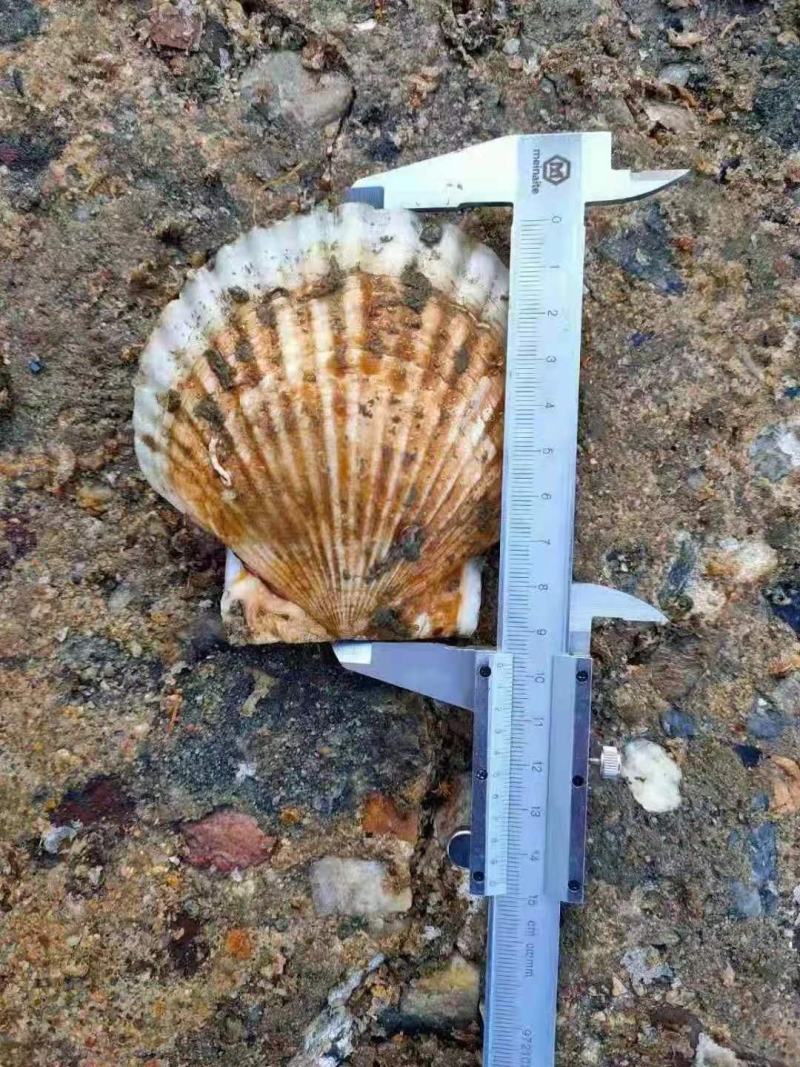 鲜活吊笼贝夏夷贝扇贝元贝贝壳类海产品批发保质保量