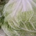 白菜秦白二号棵大小匀称净菜