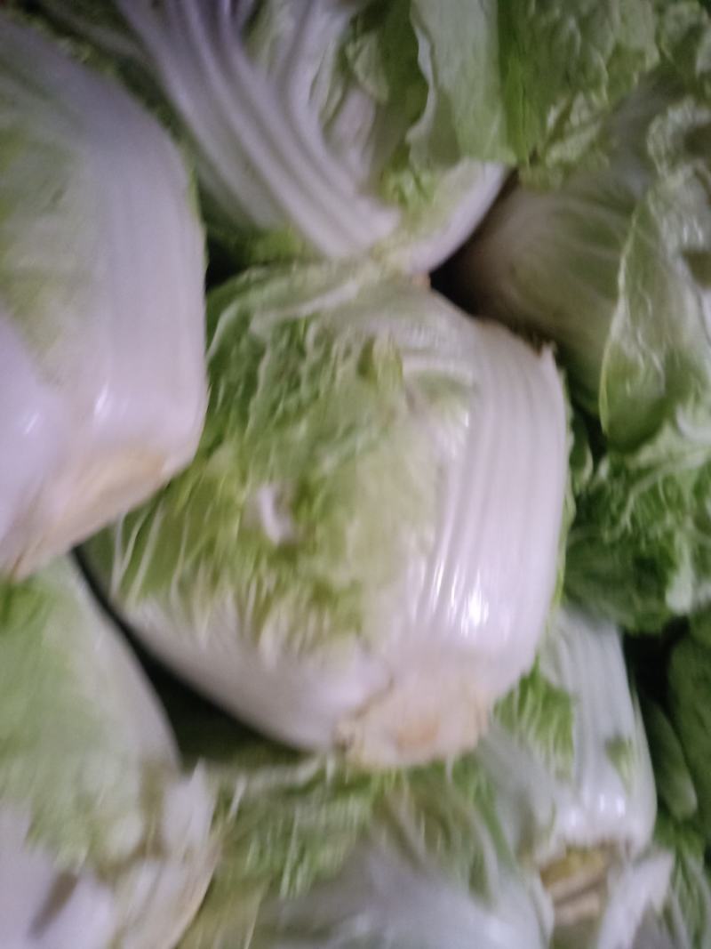 白菜秦白二号棵大小匀称净菜