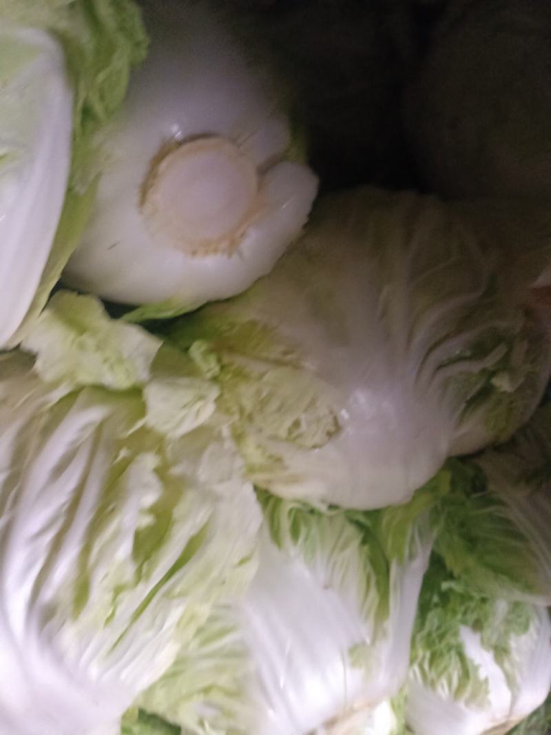 白菜秦白二号棵大小匀称净菜