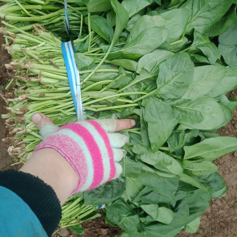 越冬菠菜质量好，价钱合里欢迎老板的到来。