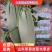 【全国发货】羊角蜜甜博洋61脆甜可口,口感好质量客户至上