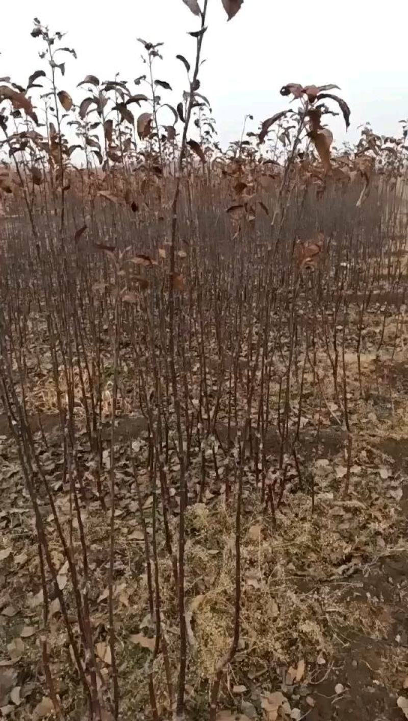 【维纳斯黄金】苹果苗脱毒苗3年挂果高丰产现挖现发