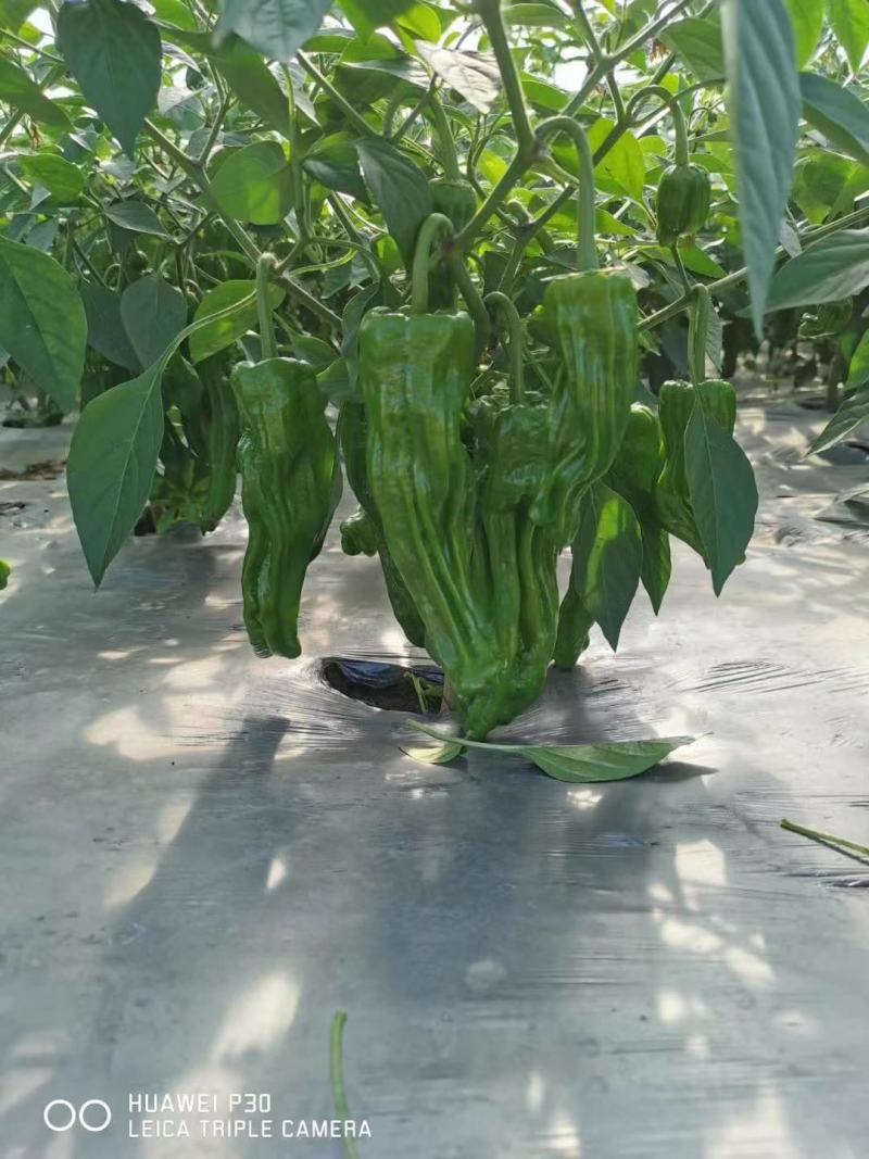 大家族精质018大果薄皮泡椒种子品种杂交一代黄绿皮品种