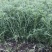 江桥芦蒿基地芦蒿青蒿蔬菜