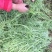 江桥芦蒿基地芦蒿青蒿蔬菜