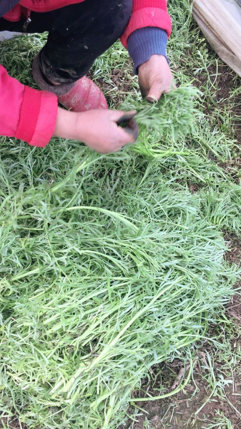江桥芦蒿基地芦蒿青蒿蔬菜