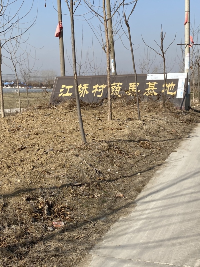 江桥芦蒿基地芦蒿青蒿蔬菜