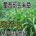 墨西哥玉米草高产高蛋白