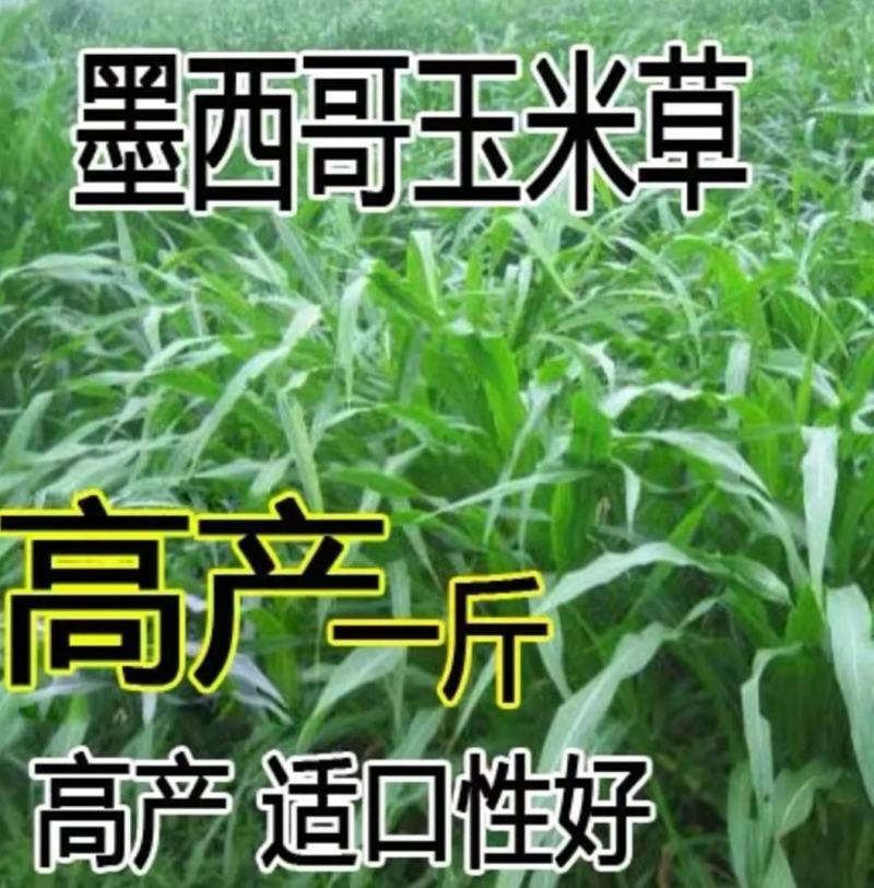 墨西哥玉米草高产高蛋白