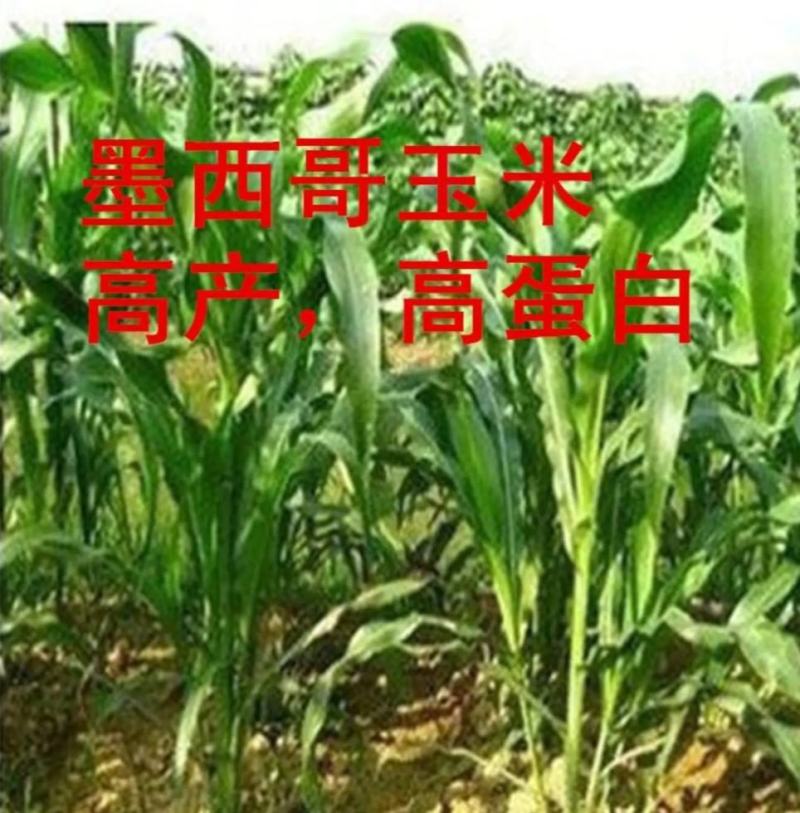 墨西哥玉米草高产高蛋白
