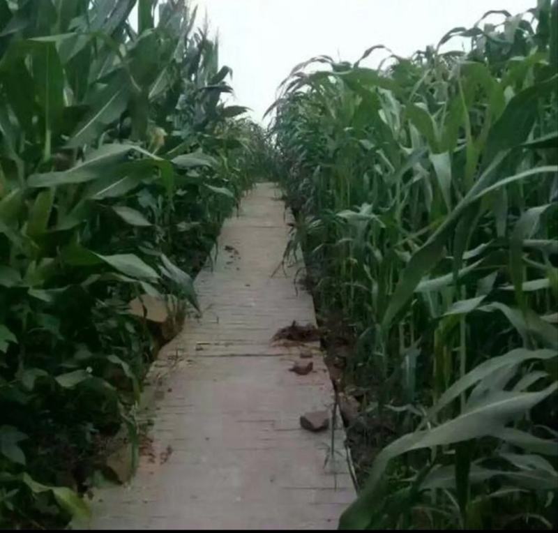 墨西哥玉米草高产高蛋白