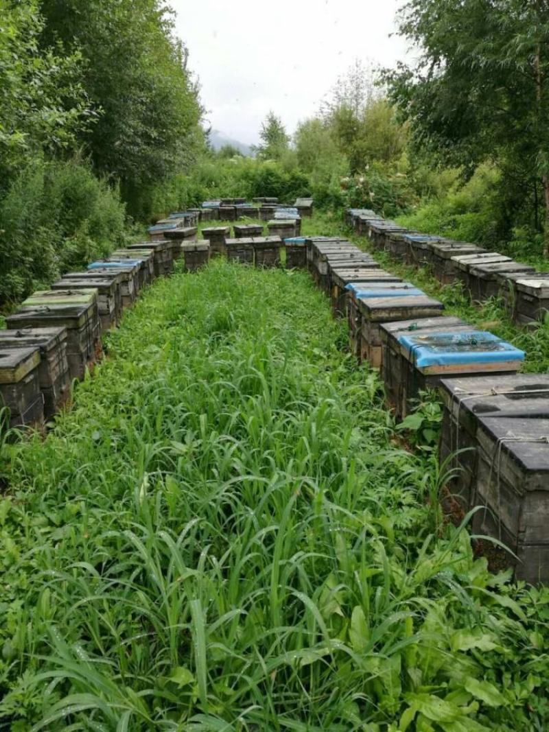 长白山农家自产野生蜂蜜椴树蜜嘎嘎纯蜂蜜可发样