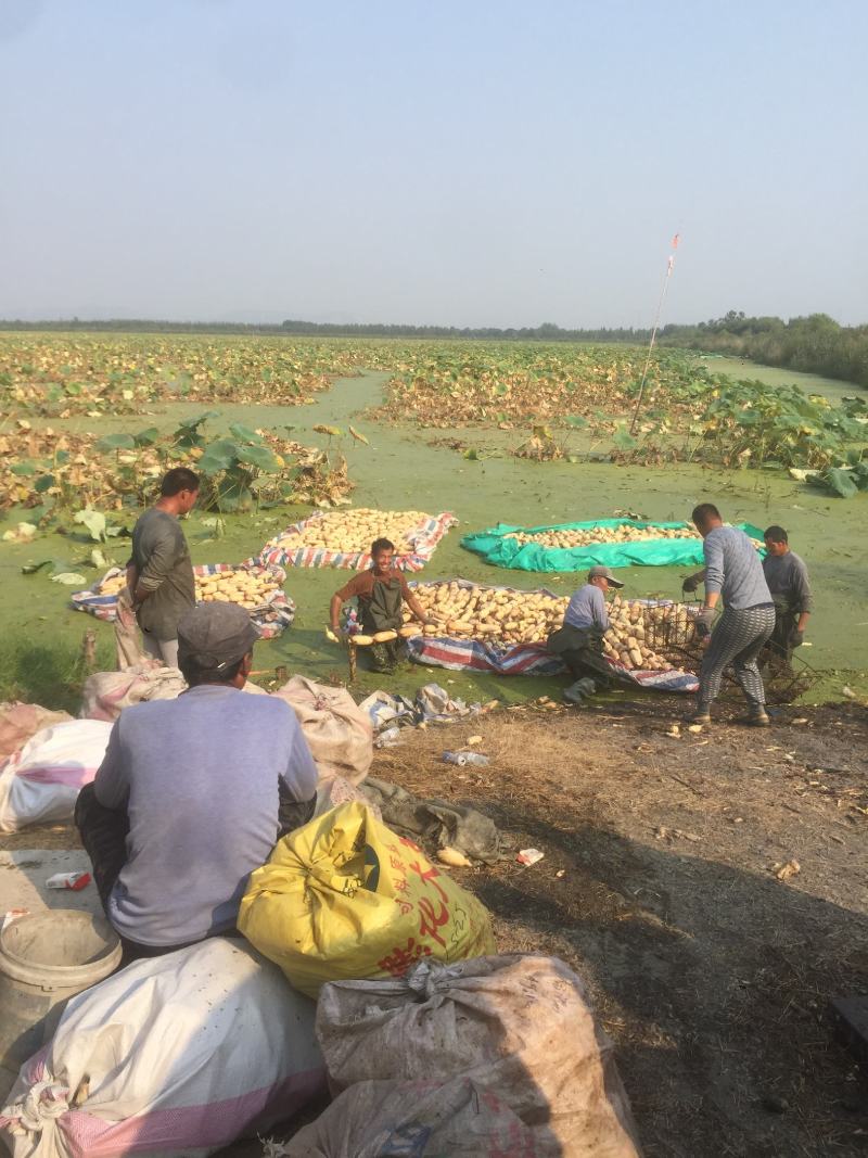 微山湖大莲藕上市中，欢迎订购