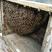 求收购一年只收一次的家养蜂蜜，石缝里的野山蜂蜜