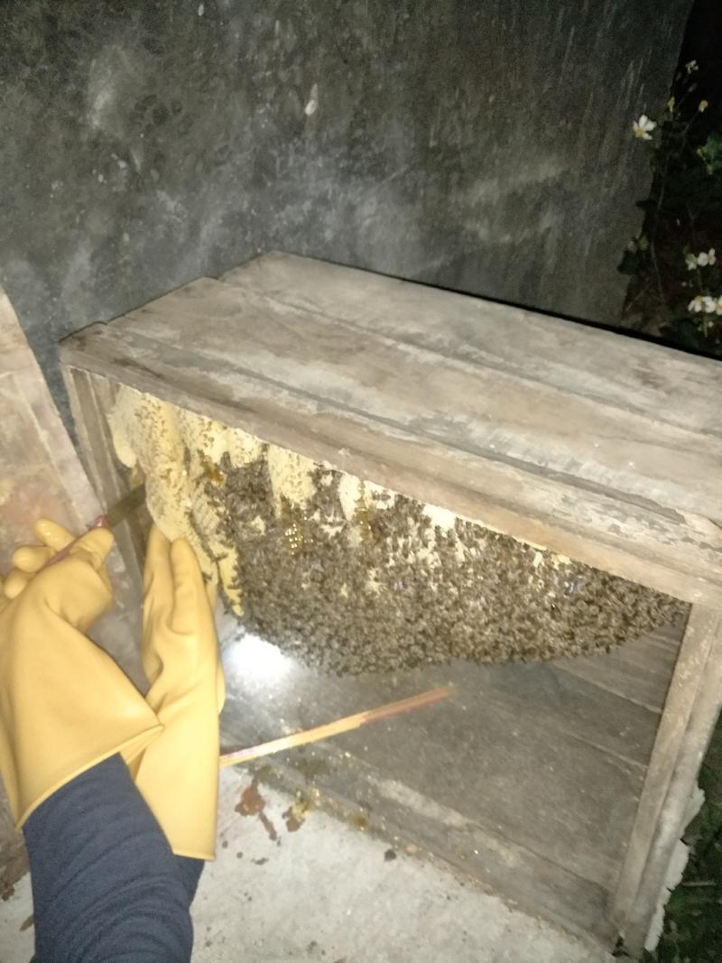 求收购一年只收一次的家养蜂蜜，石缝里的野山蜂蜜