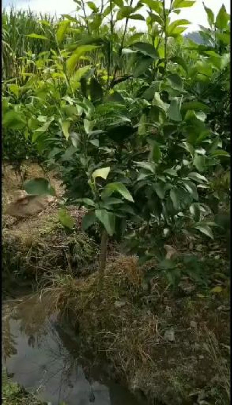 2年红美人桔苗，爱媛28，当年结果，自育自育，优惠多多