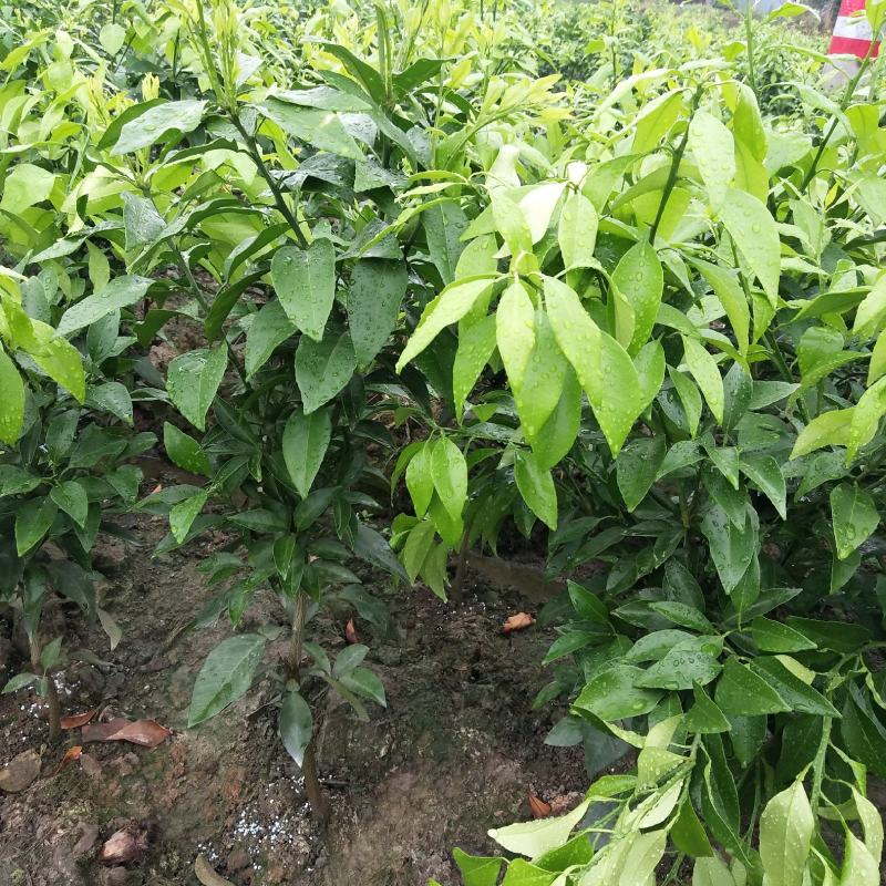 2年红美人桔苗，爱媛28，当年结果，自育自育，优惠多多