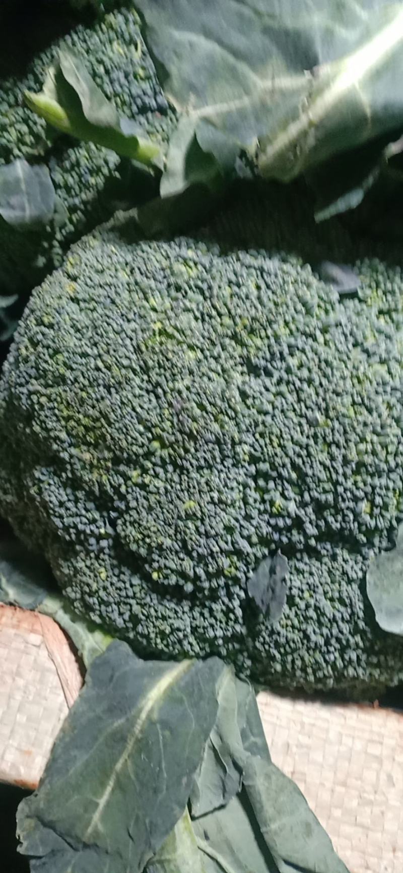 西兰花翠绿油亮质量优