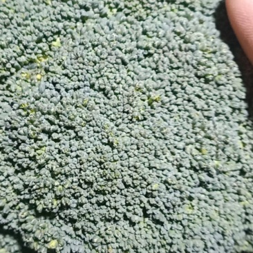 西兰花翠绿油亮质量优