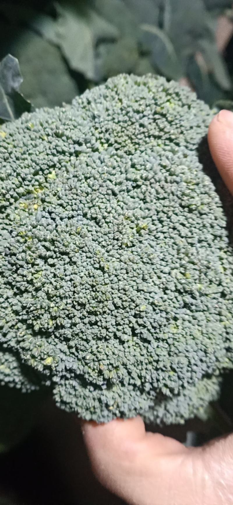 西兰花翠绿油亮质量优