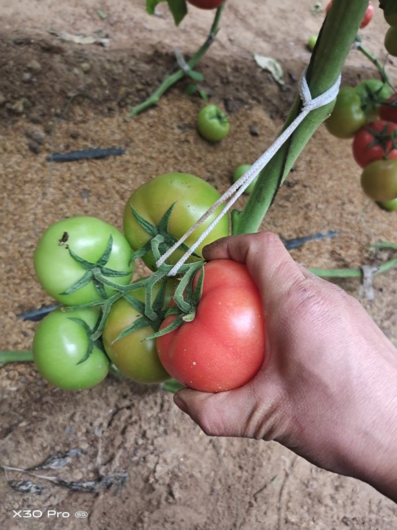 硬粉西红柿，大量上市，质量好颜色正