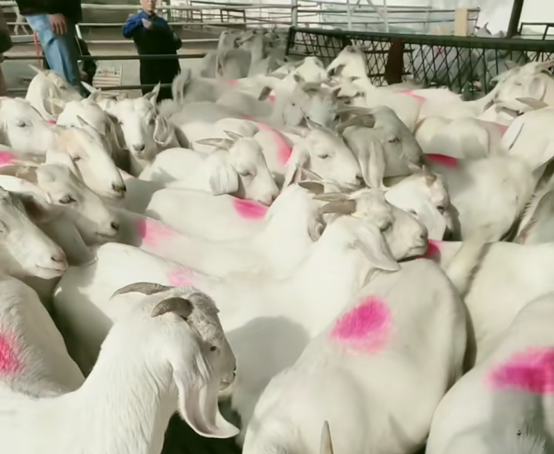 美国大白山羊价格山羊行情山羊效益育肥羊