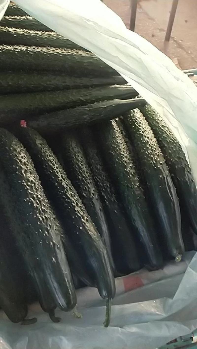 【产地直发】兰陵县密刺黄瓜精品黄瓜油亮，顶花带刺
