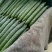 【产地直发】兰陵县密刺黄瓜精品黄瓜油亮，顶花带刺