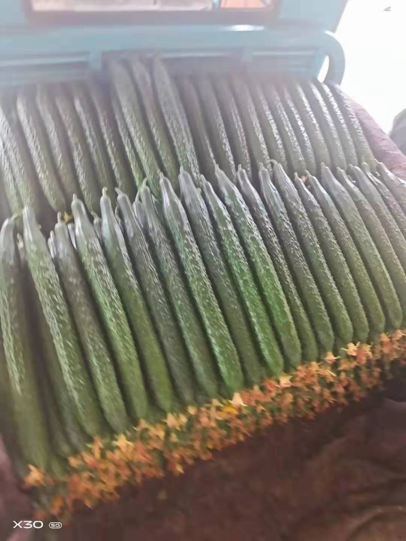 【产地直发】兰陵县密刺黄瓜精品黄瓜油亮，顶花带刺