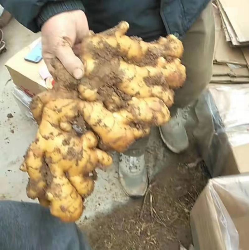 优质窑窖生姜生姜产地批发保质保量全国物流发货