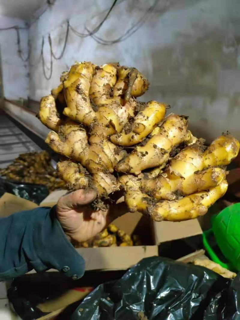 优质窑窖生姜生姜产地批发保质保量全国物流发货