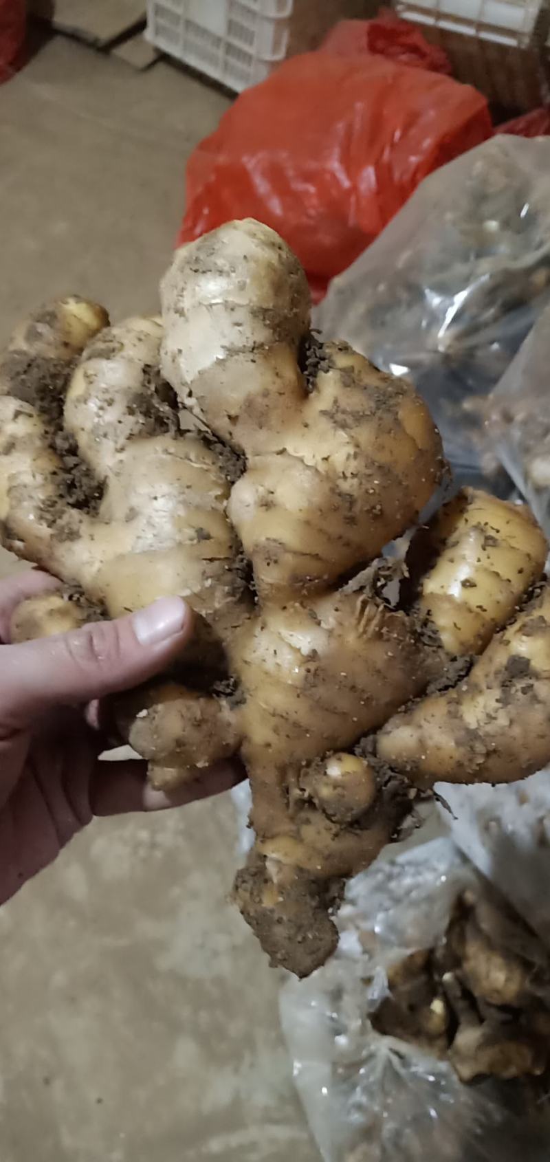 优质窑窖生姜生姜产地批发保质保量全国物流发货