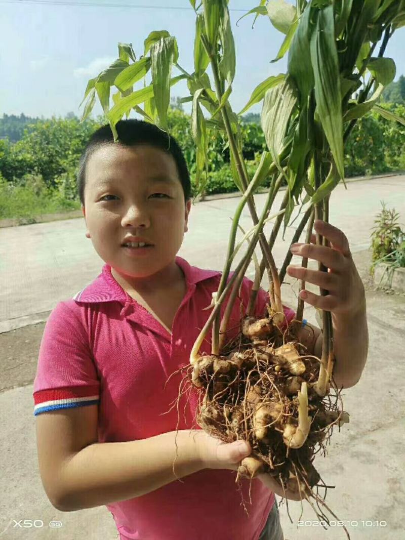 鹿帅仁牌黄精植物草本营养冲泡茶