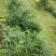 鹿帅仁牌黄精植物草本营养冲泡茶