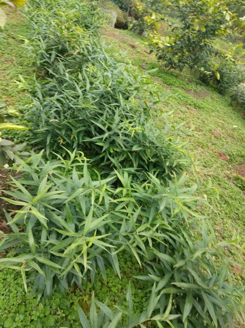 鹿帅仁牌黄精植物草本营养冲泡茶