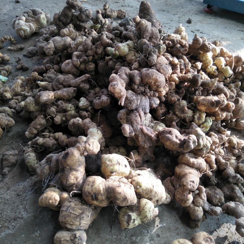 鹿帅仁牌黄精植物草本营养冲泡茶