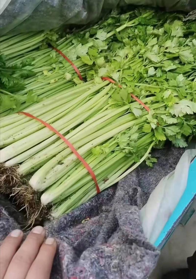 【产地直发】兰陵县精品小芹菜，产地直发，现场打包发货