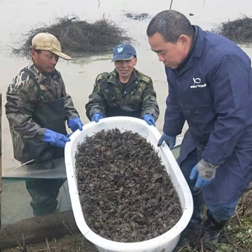 湖南本地螃蟹苗5母7公实实在在的好苗种