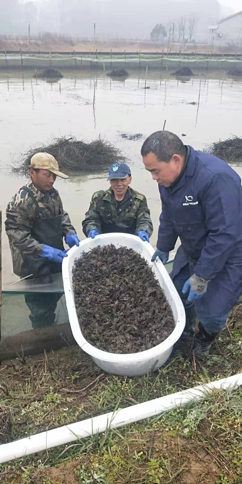 湖南本地螃蟹苗5母7公实实在在的好苗种