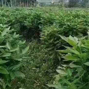 平安树，富贵叶，绿宝