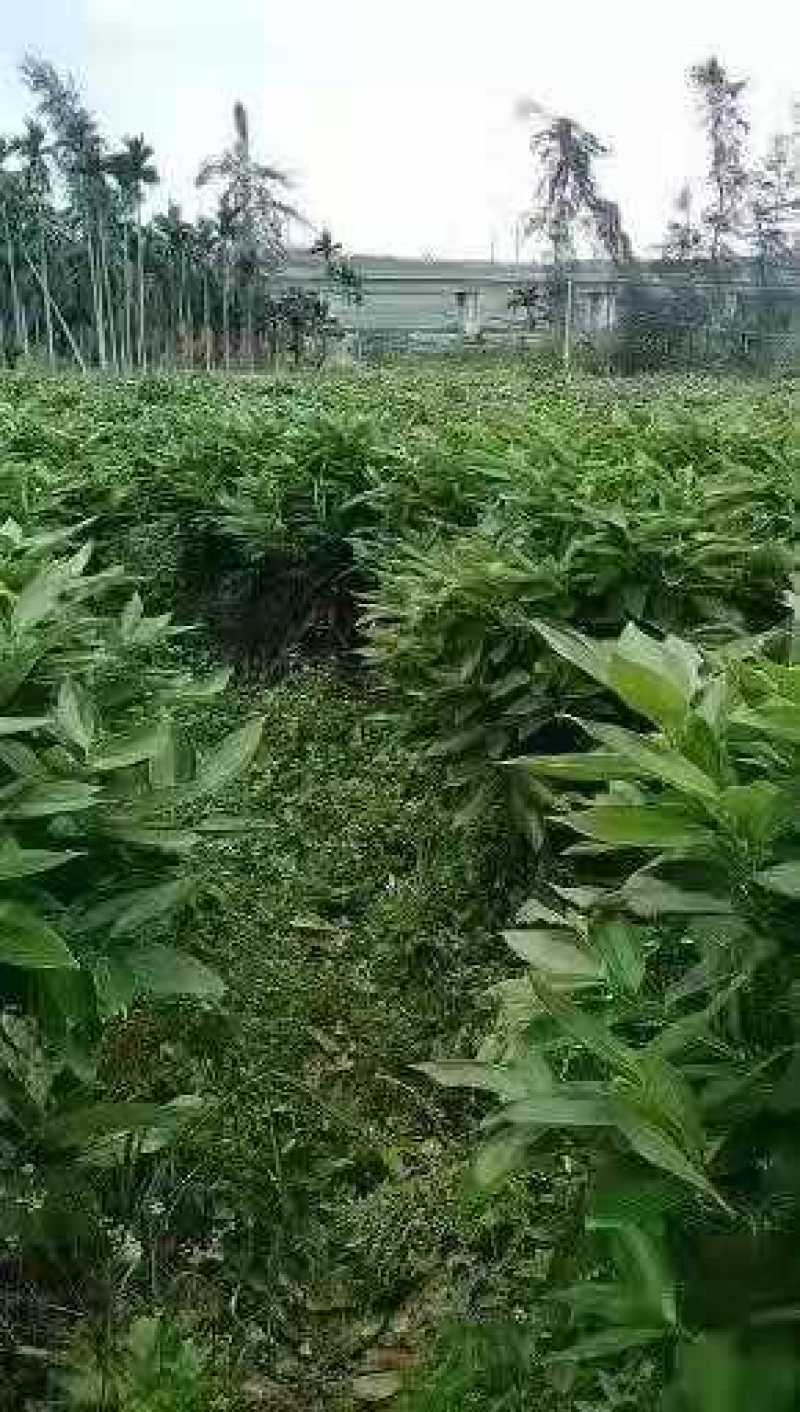 平安树，富贵叶，绿宝