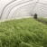 安徽省芜湖市无为县芦蒿近期大量上市！支持全国代发