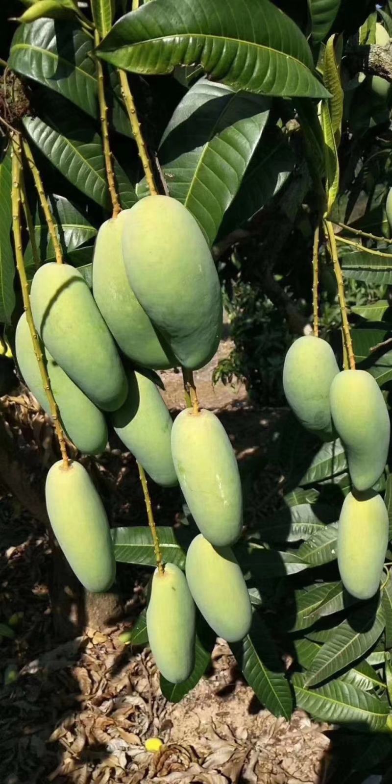 海南热带水果皮薄肉甜金煌芒果产地价格现摘现发