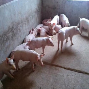瘦肉猪二元猪养殖基地，一手货源疫苗已做完