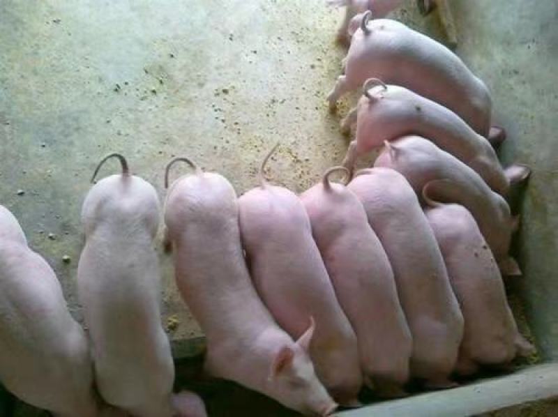 瘦肉猪二元猪养殖基地，一手货源疫苗已做完