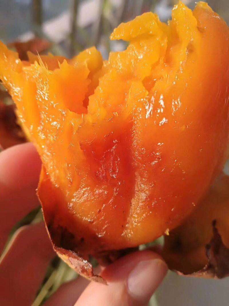 【齐全】河南特级红薯苗种植基地欢迎新老朋友来电咨询