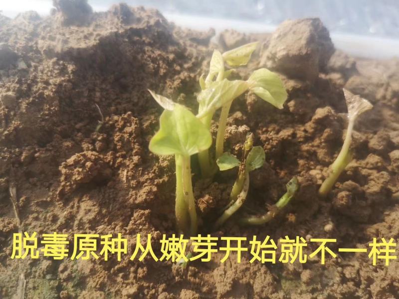 【齐全】河南特级红薯苗种植基地欢迎新老朋友来电咨询
